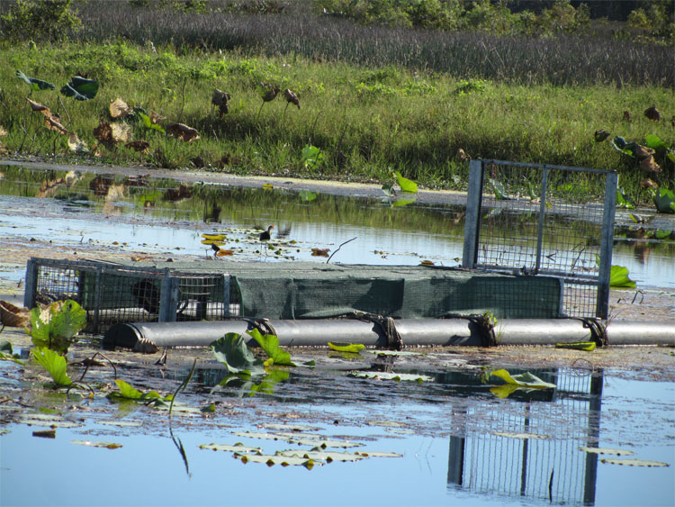 Crocodile trap in the top end waters Kakadu