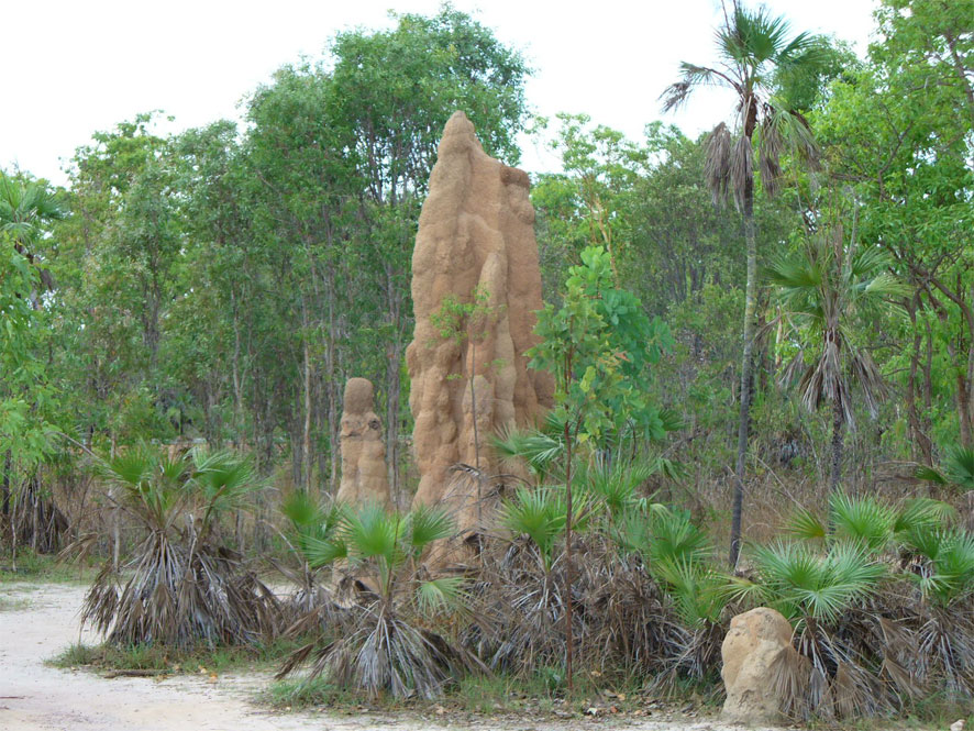 Cathedral Termite Mounds of Litchfield National Park Australia