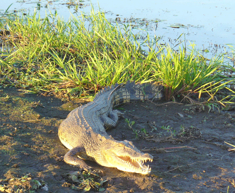 A crocodile from our Yellow Waters Billabonf boat cruise  - crocodile spotting.